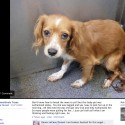Dallas Animal Services Kills Another Dog Tagged for Rescue