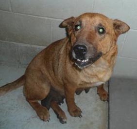 Dog in Bastrop from Hoarder photo