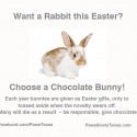 Easter rabbit photo