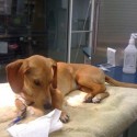 ill dog on IV at vet's office