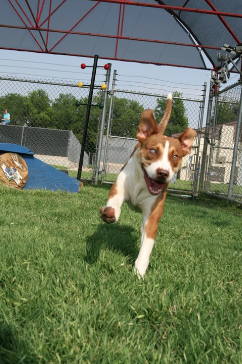 Muggy the stray dog has been rescued