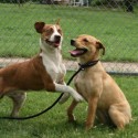 Mugsy and Shiloh stray dogs photo