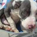 Puppy Left to Die in Dumpster - Rescued