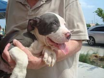 photo of brady after being rescued from a trash dumpster