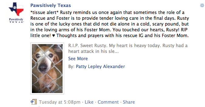 Photo of Rusty a chiweenie rescued from TLAC