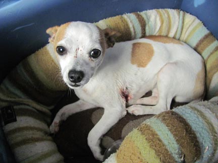 Injured chihuahua in seagoville needs medical attention