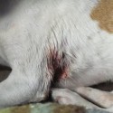 Injured Chihuaha in Seagoville photo