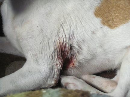 Injured Chihuaha in Seagoville photo