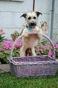 Cute Shelter Dog photo