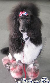 Cute Painted Poodle Shelter Dog