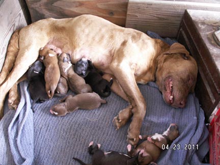 Stray Mama Dog Puppies photo