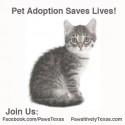 Pawsitively Texas Cat Adoption picture