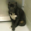 Pitbull shelter dog