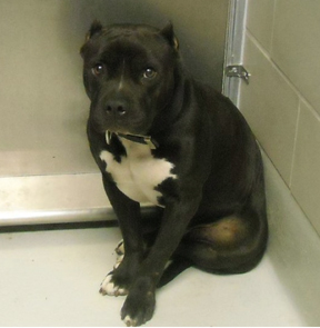 Pitbull shelter dog