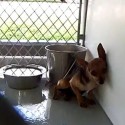 scared shelter dog in need of rescue or adoption