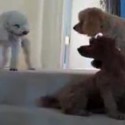 Cute Guilty Dog Video