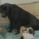 shelter dog motherless kittens