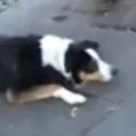 Dog wants stranger to throw stick