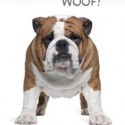 Woof-English-Bulldog-photo-2