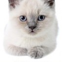 blue eyed cat image