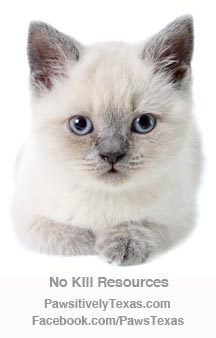 blue eyed cat image