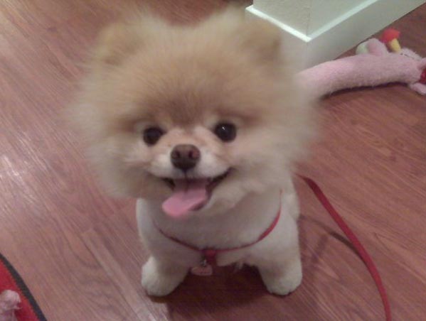 Boo the worlds cutest dog pom