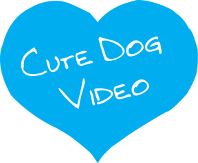 Cute Dog video icon