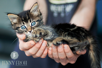 Kitten photo by Photographer Jenny Froh