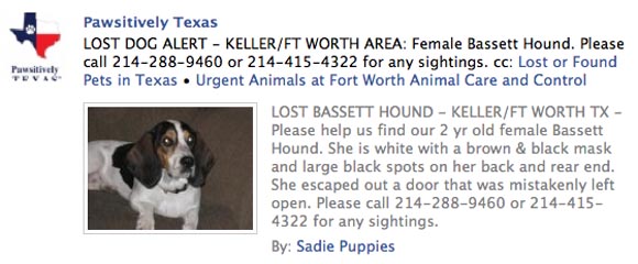 Lost Dog on Pawsitively Texas Facebook photo