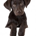 Pawsitively-Texas-Stop-Puppy-Mill-photo Pawsitively Texas Stop Puppy Mill photo