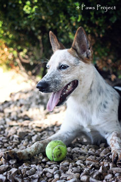 Pet photography photo