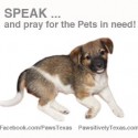 Speak and Pray for Pets in need photo
