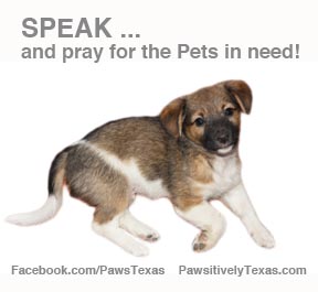 Speak and Pray for Pets in need photo