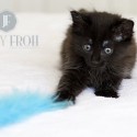 Cute black kitten photo by photographer Jenny Froh
