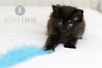 Cute black kitten photo by photographer Jenny Froh