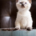 blue eyed kitten photo by jenny froh