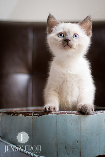 blue eyed kitten photo by jenny froh