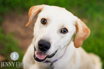 Cute Lab puppy Photo by Jenny Froh