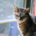 cat photo for natural lighting pet photography