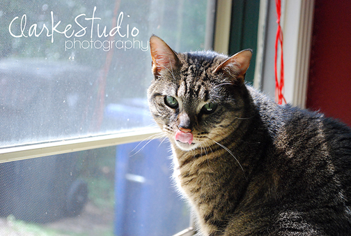 cat photo for natural lighting pet photography 