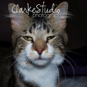 cat pet photography - bad lighting gives stink eye