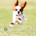 Cute puppy running photo by Jenny Froh