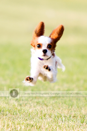 Cute puppy running photo by Jenny Froh