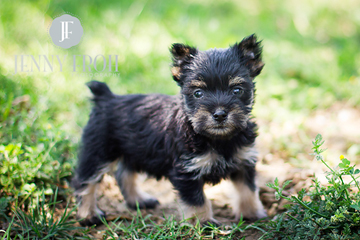 puppy photo by jenny froh