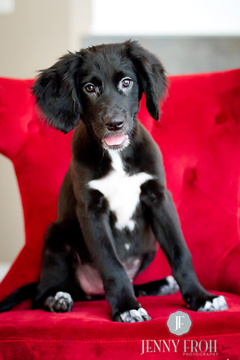 cute puppy photo by photographer Jenny Froh