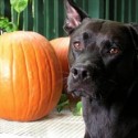 Fall pawty dog photo 2