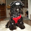 Fall pawty pirate dog photo
