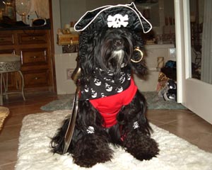 Fall pawty pirate dog photo