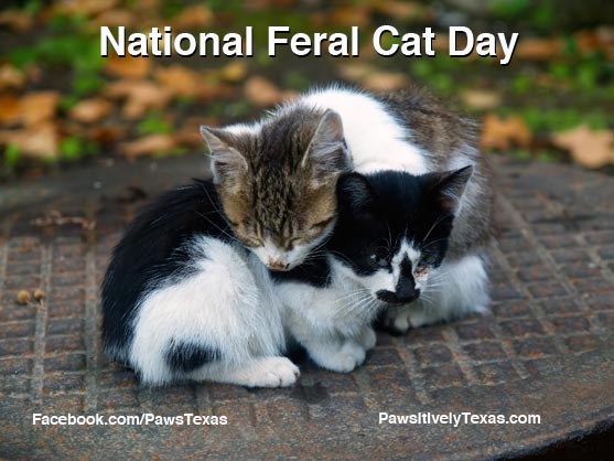 National Feral Cat Day photo