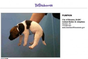 puppies available for adoption at houston barc